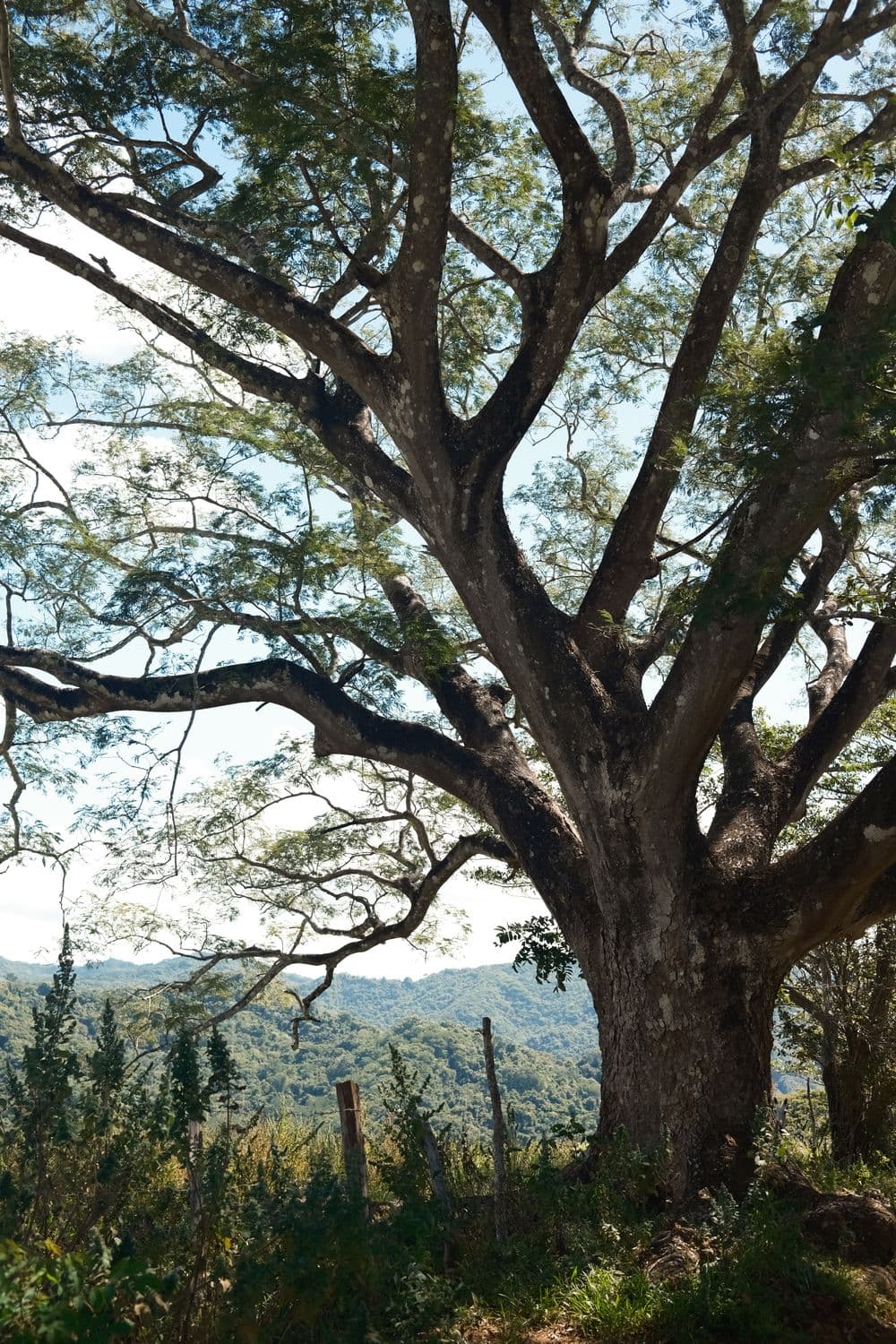 A broad old tree standing alone on the hillside