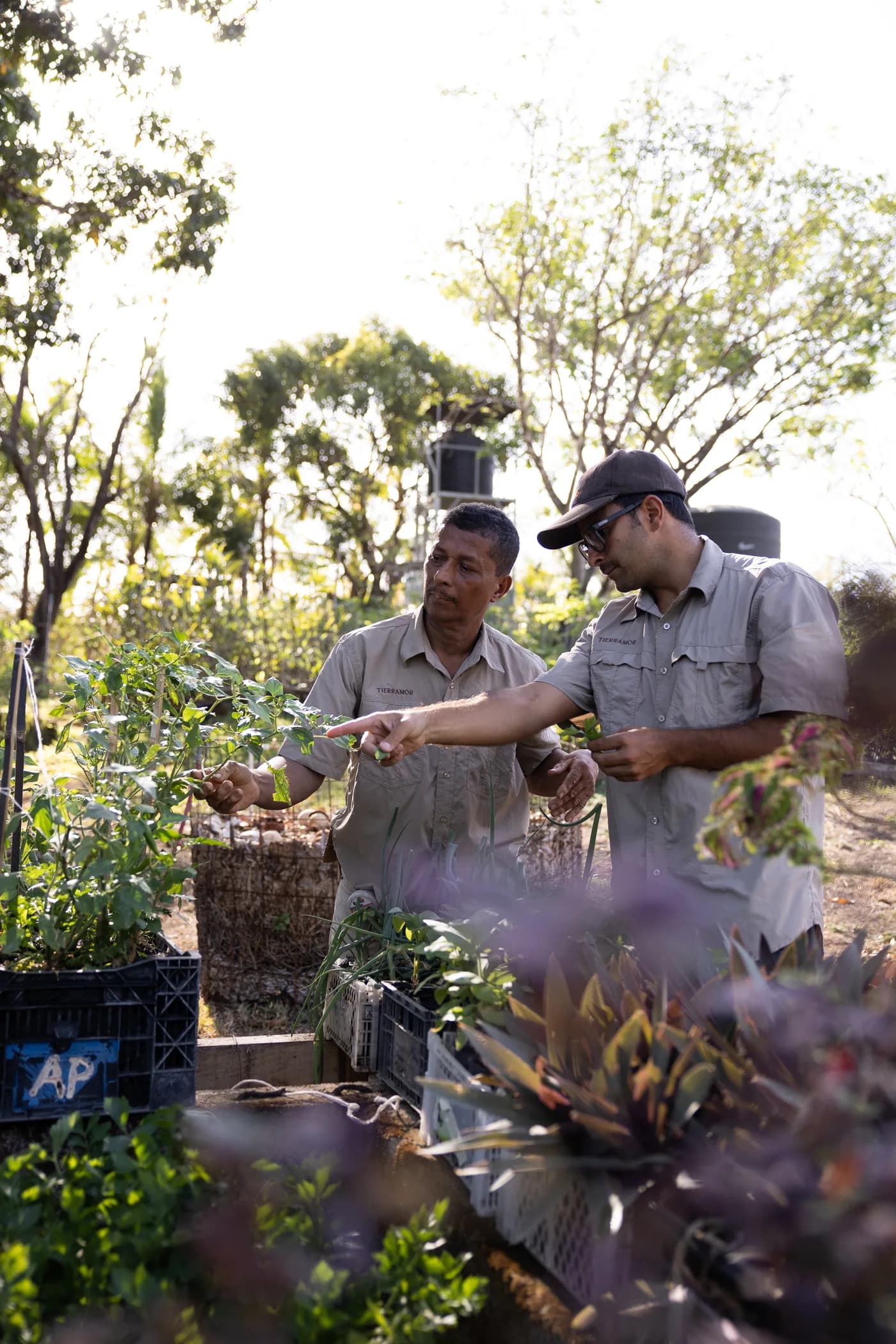Two of the nursery team looking over a potted plant together