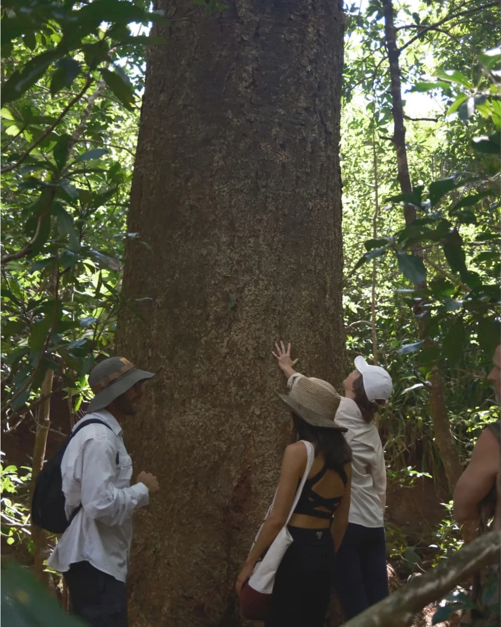 Residents gathered at the foot of a towering old-growth tree