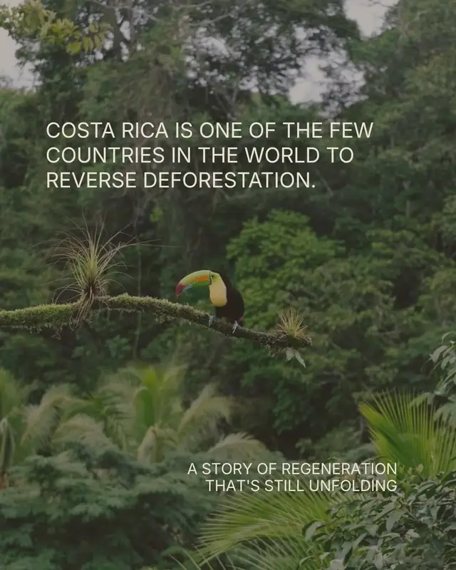(ESPAÑOL ABAJO) 🌿 Costa Rica offers something the world rarely gets to see: a successful story of ecological restoratio