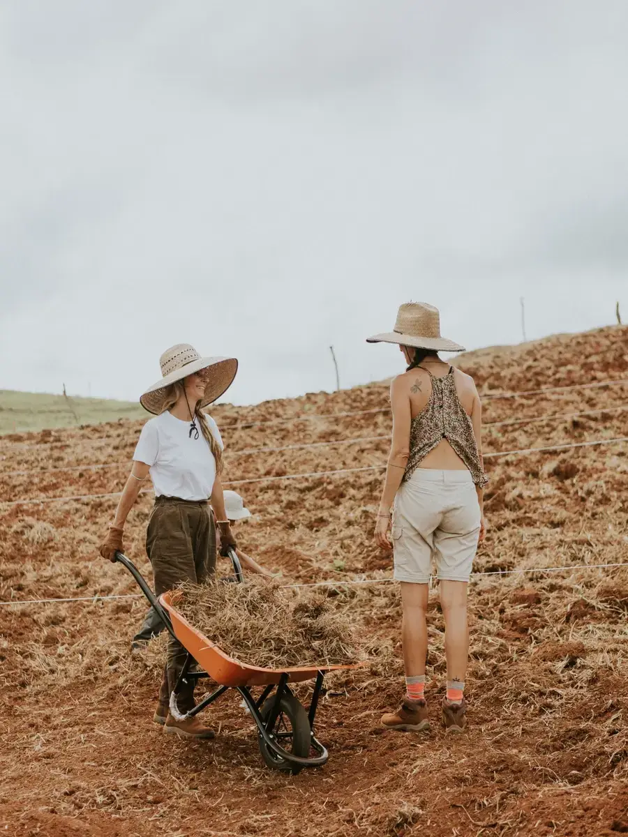 Two people in straw hats with a wheelbarrow of mulch on freshly turned beds