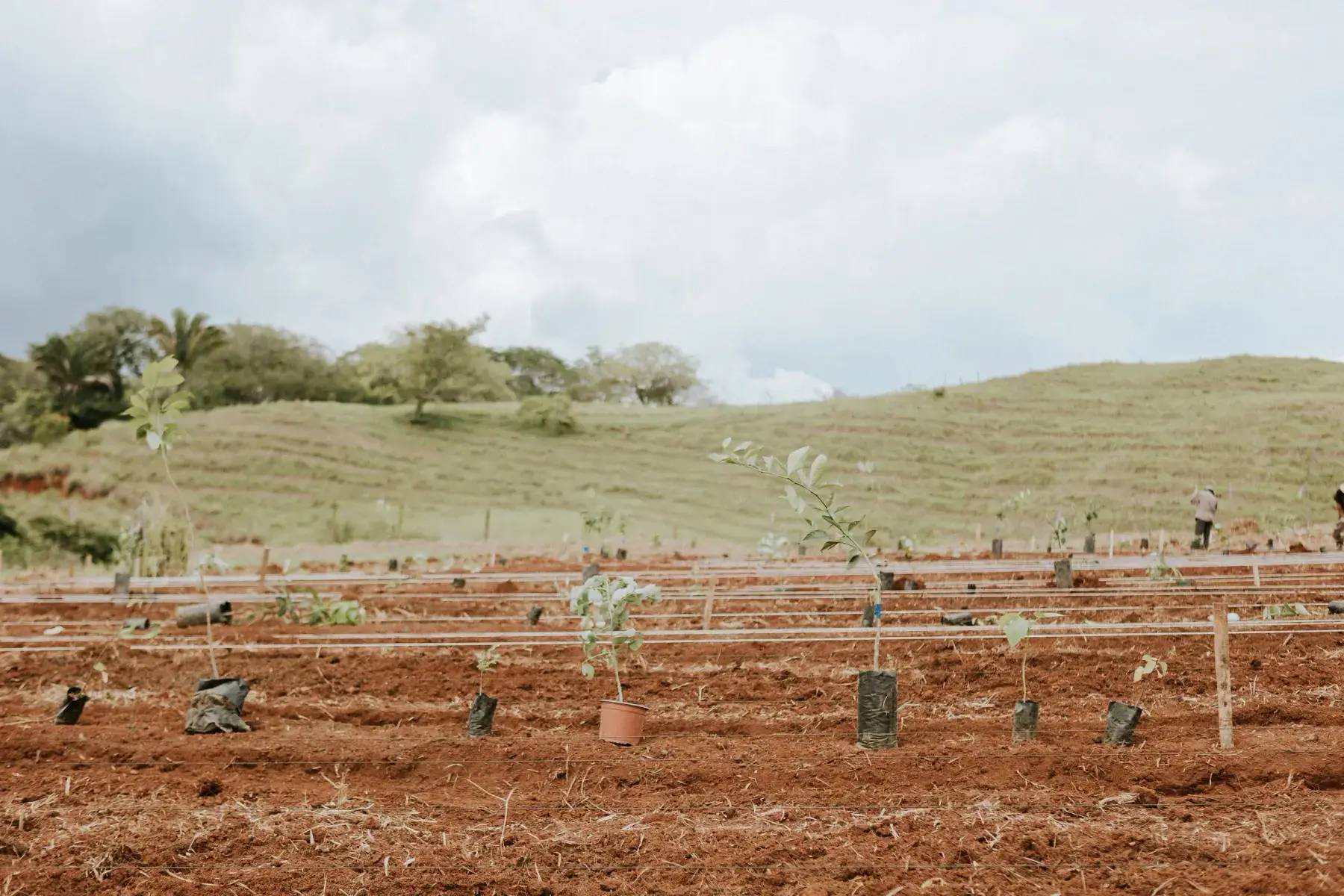 Newly planted tree seedlings in bare red earth, with a degraded pasture hillside behind