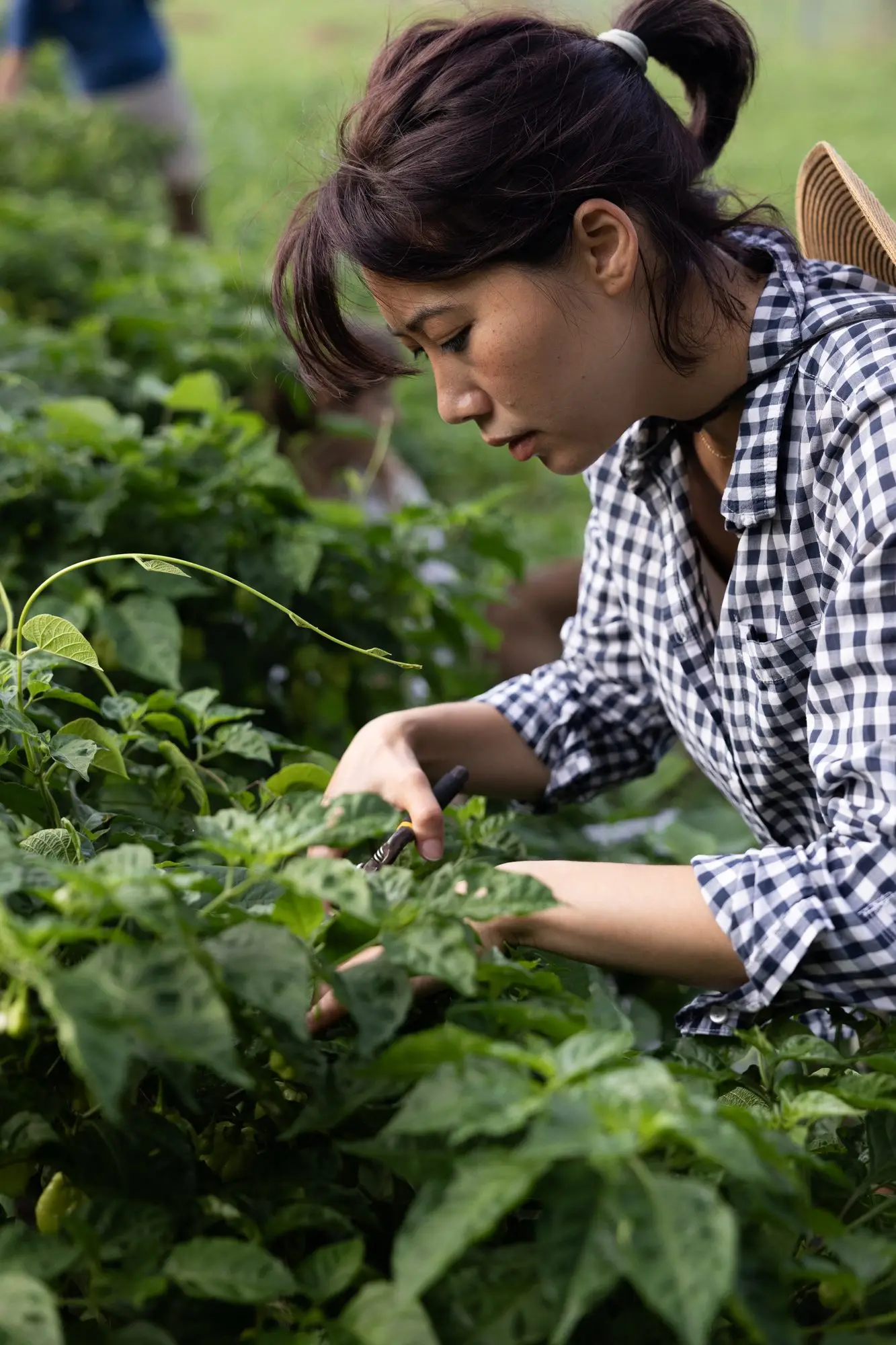 Hands pruning bean plants in a farm row